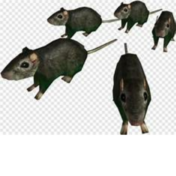 RATSS