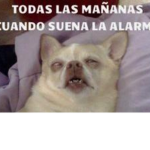 Memes pro