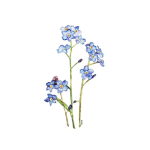 ~forget~me~not~