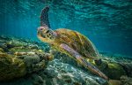 Save the turtles MEH