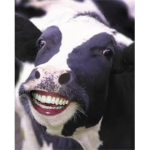 Epic Cows :3