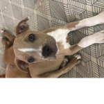 Dogs are cuteee!!!! I love dogs