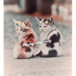 ﾐ･Peachy Kitties･ﾐ