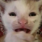 Catty’s Land!