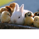 fluffy cute puff bunny chicks
