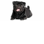 Pugs Forever Favorite