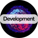 Development Shop