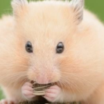 Oe Hamsters