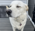 Dogesarelife25077's Fan Group