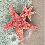 ~ lush ~