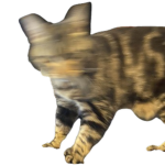 CCCD