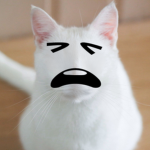 CCC | Cutest Catboy Community