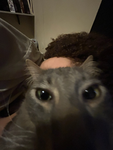 THE CAT GROUP ONLY FOR PEOPLE WHO LIKE CATS!!!