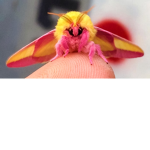 bug friends!