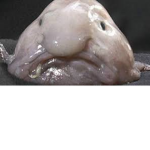 Blobfish Scwod
