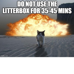 Be a Kitty Kat!!!
