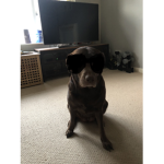 Puppy Intelligence Agency