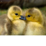 Ducksquad is awsome