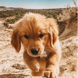 🐾