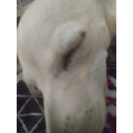 Doggy clannnnn
