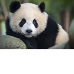 Panda Playz_YT