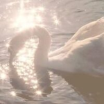 swan!