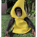 Banana Bandits or Kool Aid Corps