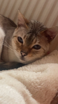 KITCATCATKITKit cat