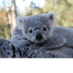 Koala Fans Army
