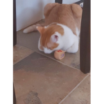 Kitty Simba