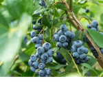 BLUEBERRY_CLAB