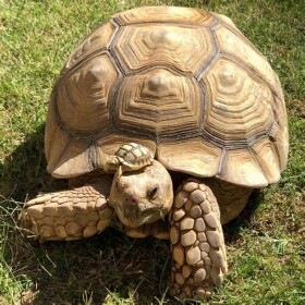 🐢Tortugas🐢