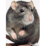 THE gangster RATS
