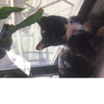 All about my cat