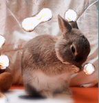 Bunnyxplayz!