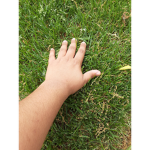 Touch Grass Dev