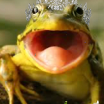 The frog queen cult