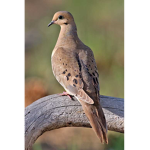 Birds Are The Best!!!