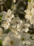 {~Sunny Blossoms Dance Company~}
