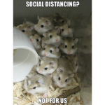 social distancing hamsters