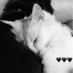 ⋆˚🐾˖°