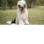 Sheep Dogs RULE