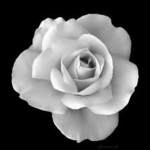 Black & White Clothing SHOP / Luxury