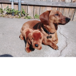Save the doggoes