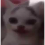 me lon cat group