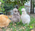 Chickens >:D