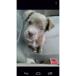 the pups of cuteness