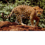 Jaguars palace