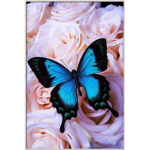 Prettybutterflys
