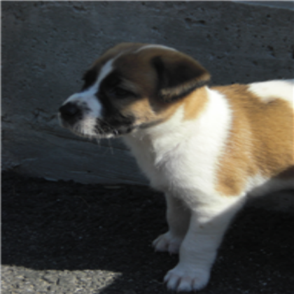 cute dog Roblox decal